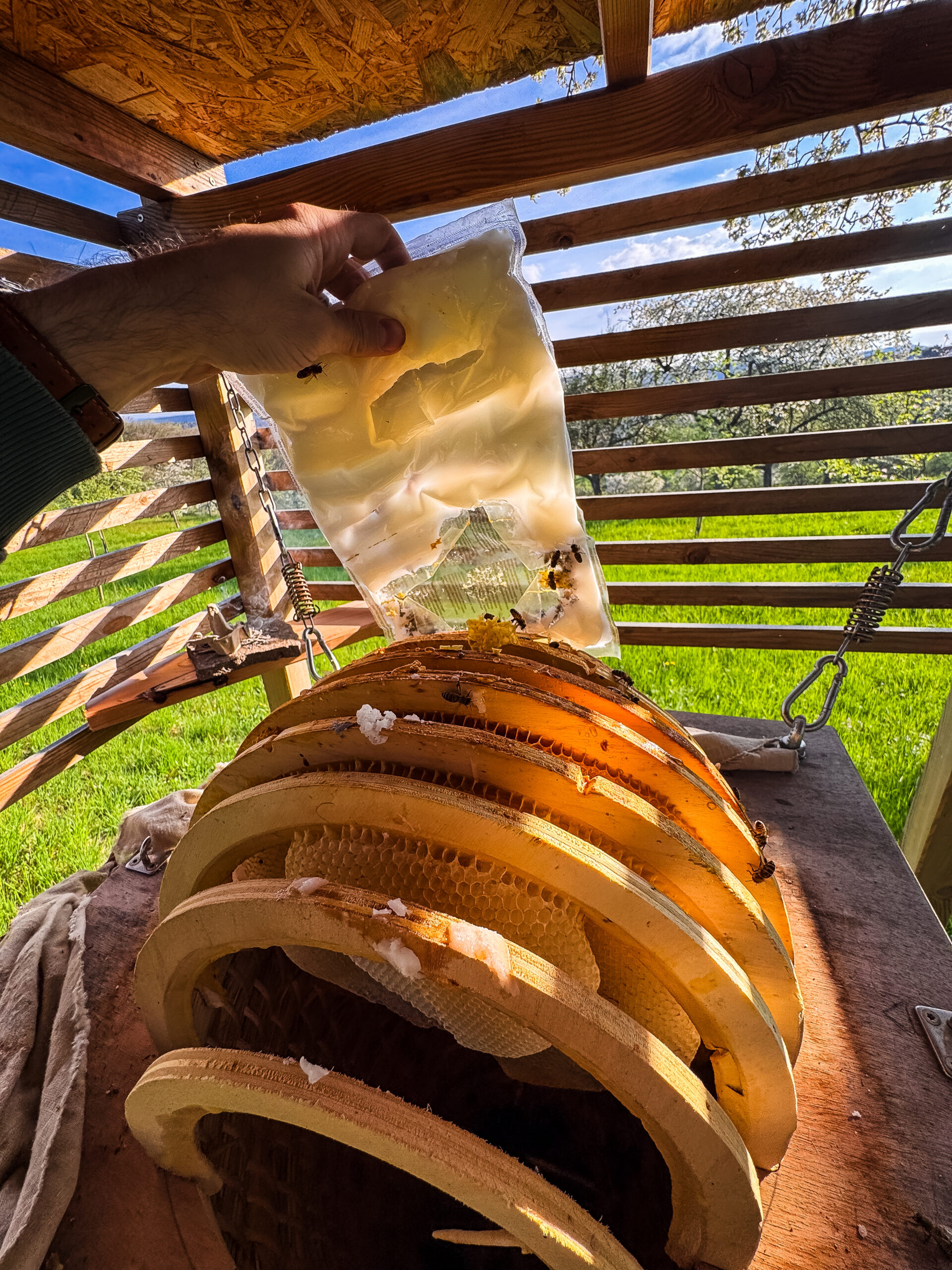 Colonie en panier avec approvisionnement par pâte de nourrissement 