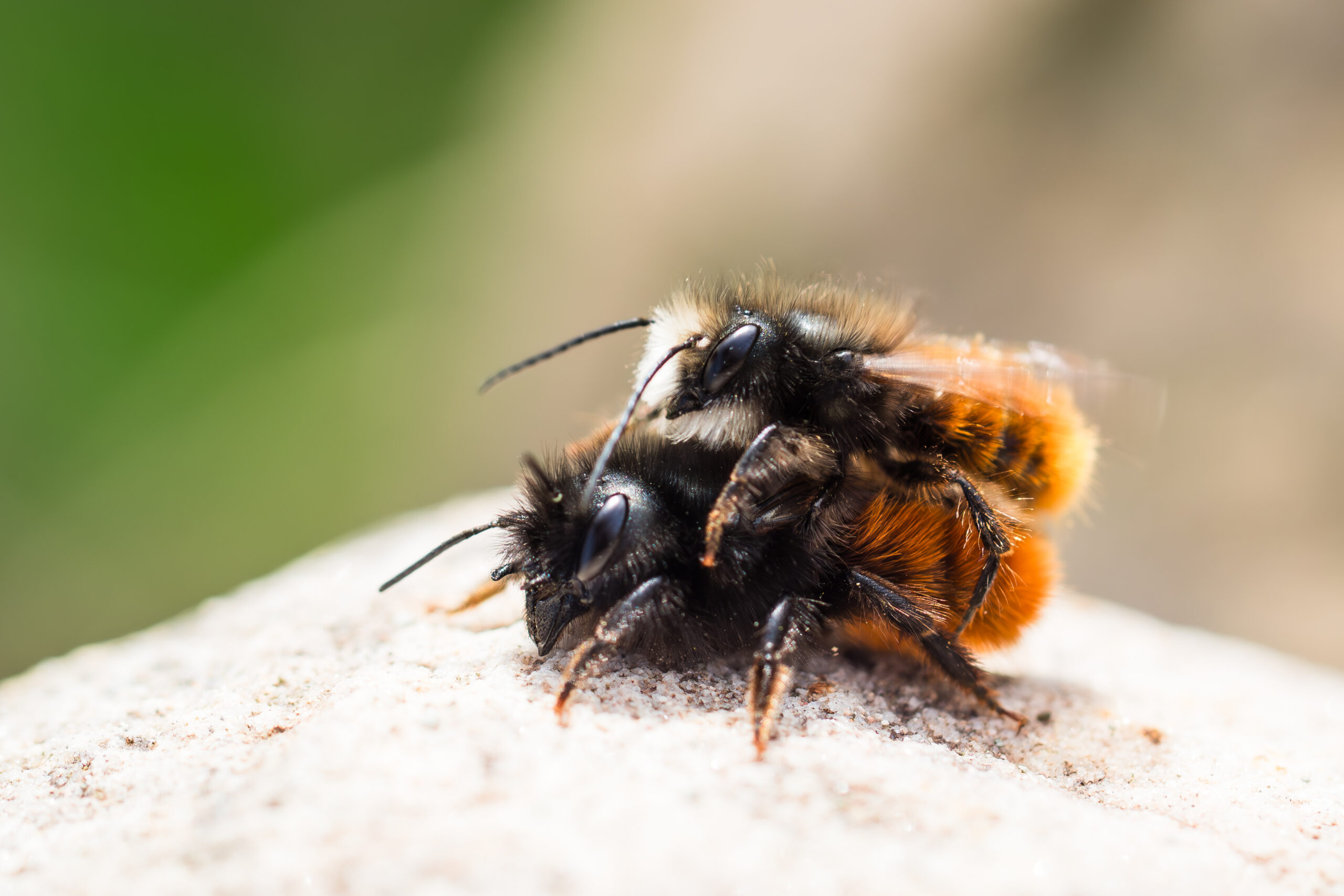 Couple d'abeilles maçonnes sous l'hôtel à insectes