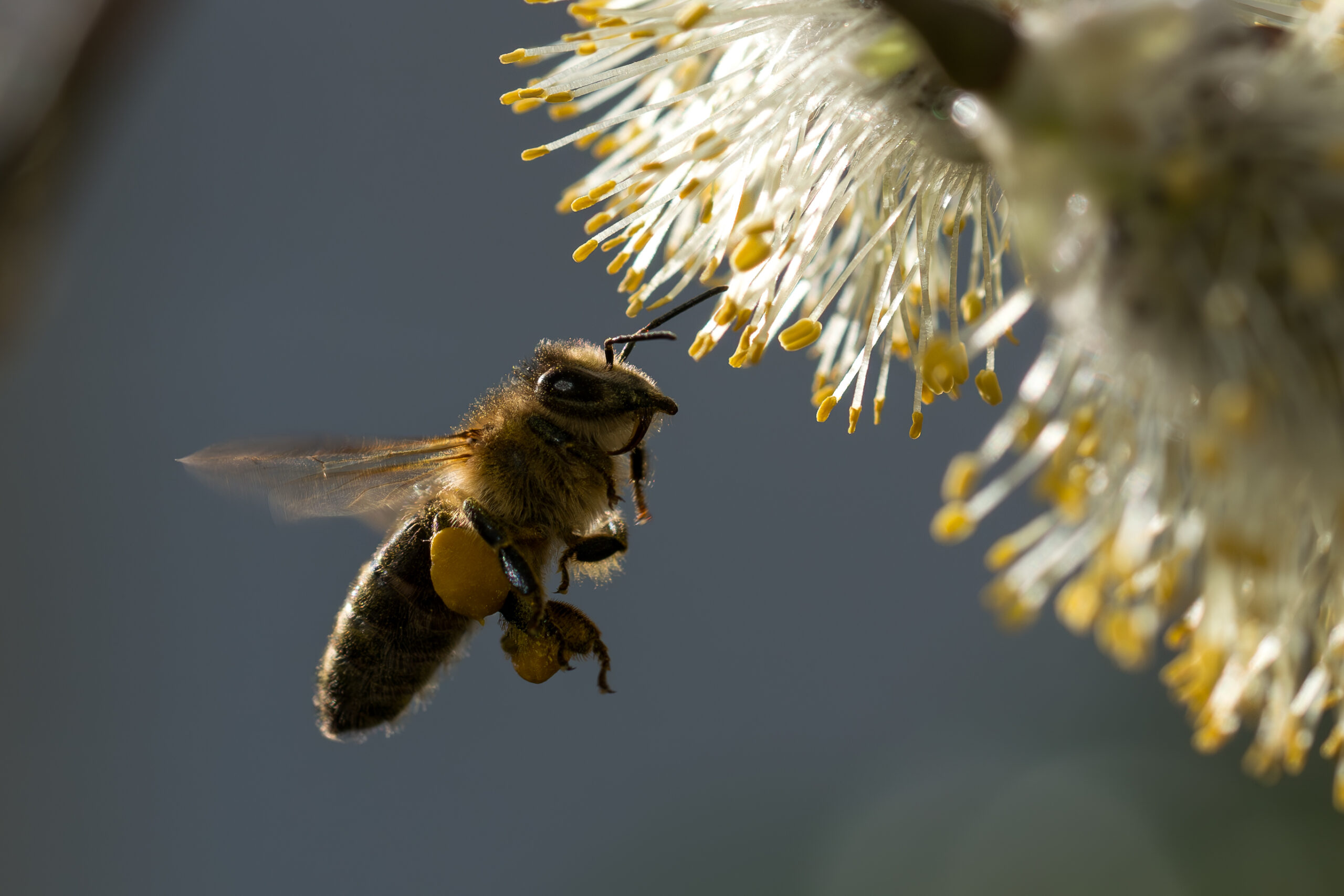 Une abeille butineuse s'approche des chatons de saule