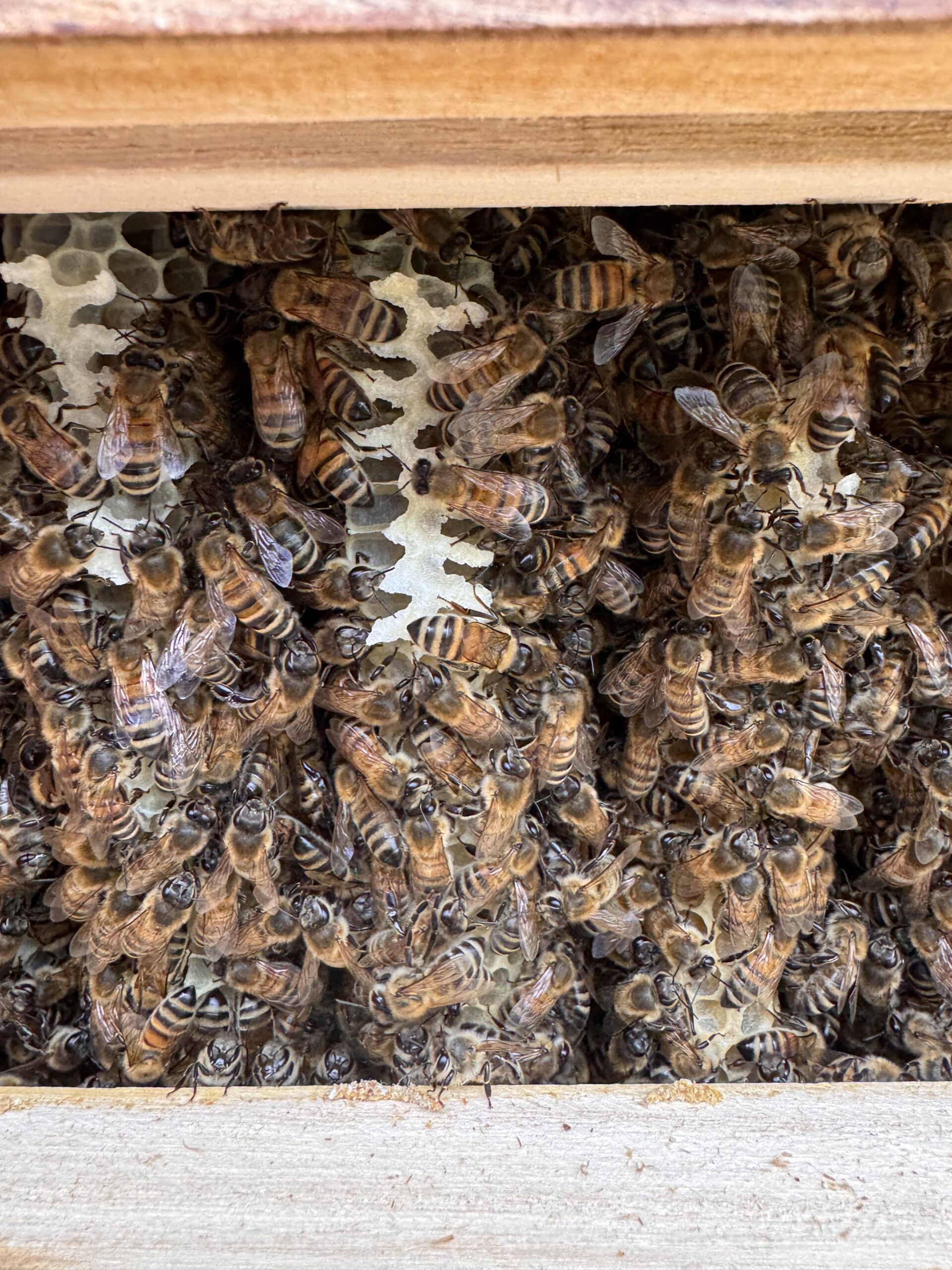 Bereits nach einer Woche ist der obere Kasten komplett mit Naturwaben ausgebaut