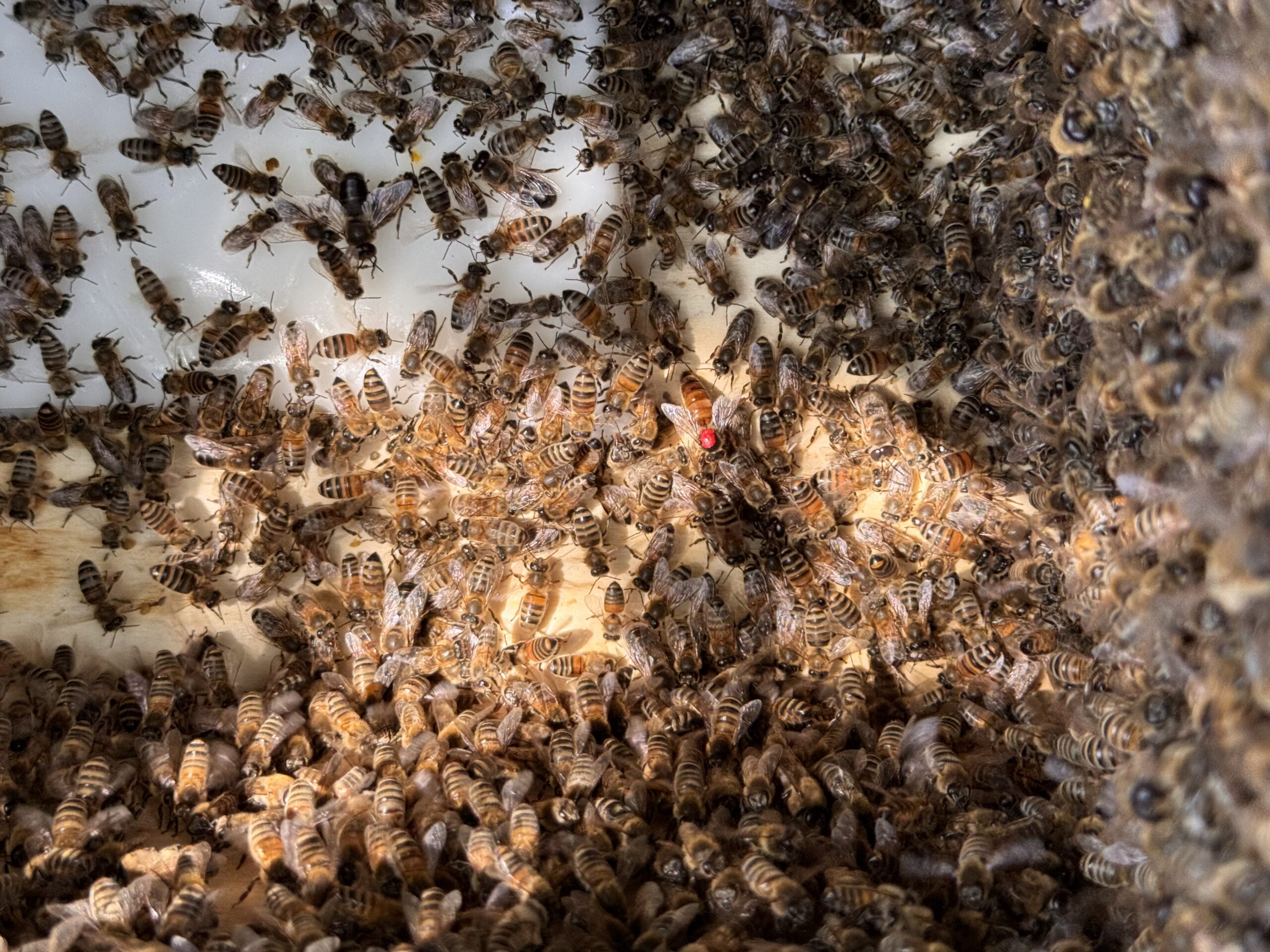 Die Königin ist zusammen mit ihrem Gefolge im Schwarmfangkorb