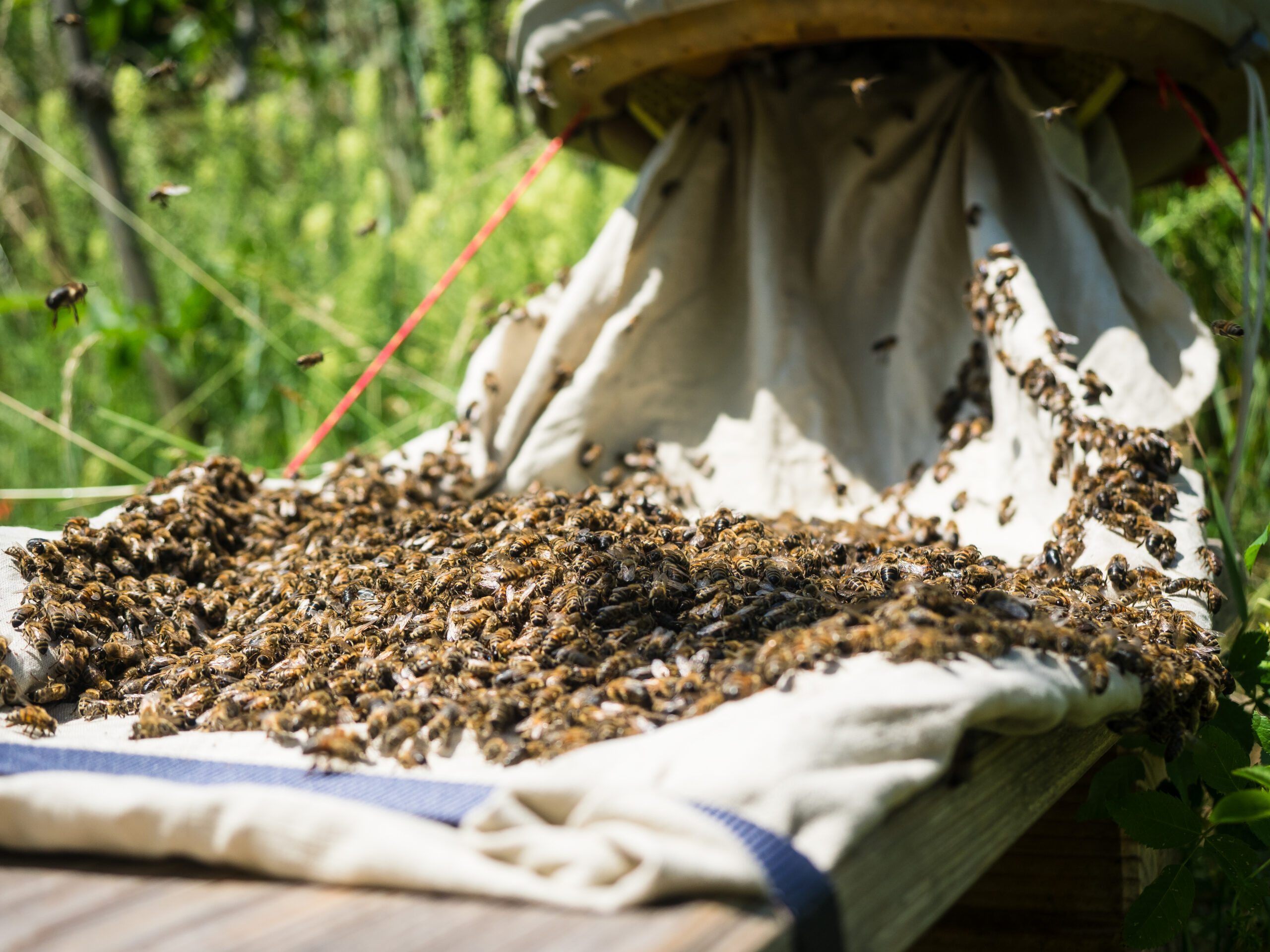 Das Volk darf in den hochmodernen HIIVE einlaufen