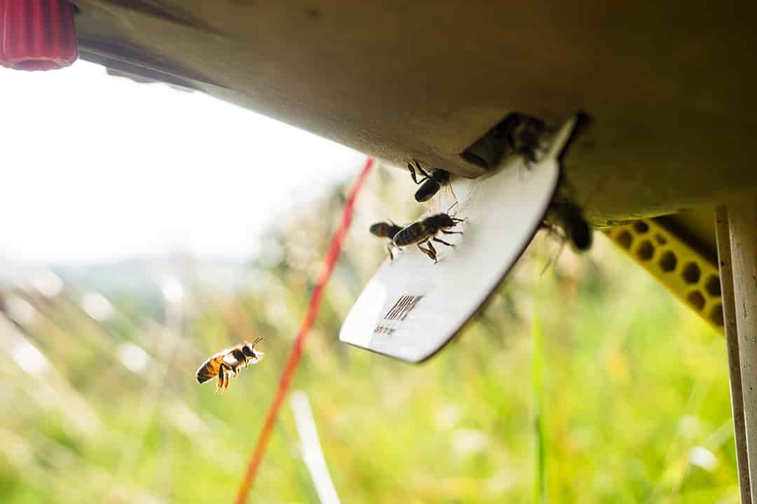 Am Abend fliegen sich bereits die ersten Bienen ein