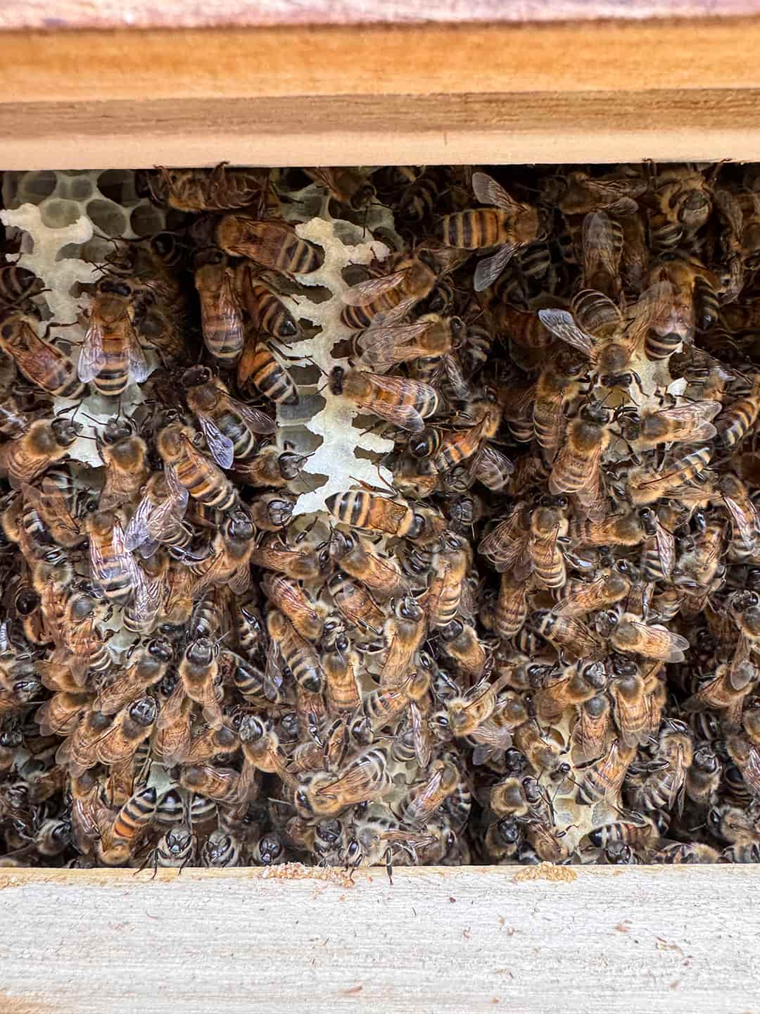 Bereits nach einer Woche ist der obere Kasten komplett mit Naturwaben ausgebaut