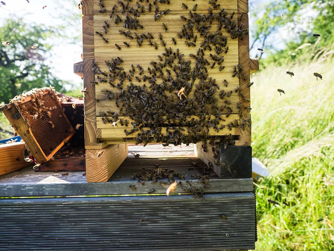 Bienen sind in die neue Warre beute umgezogen