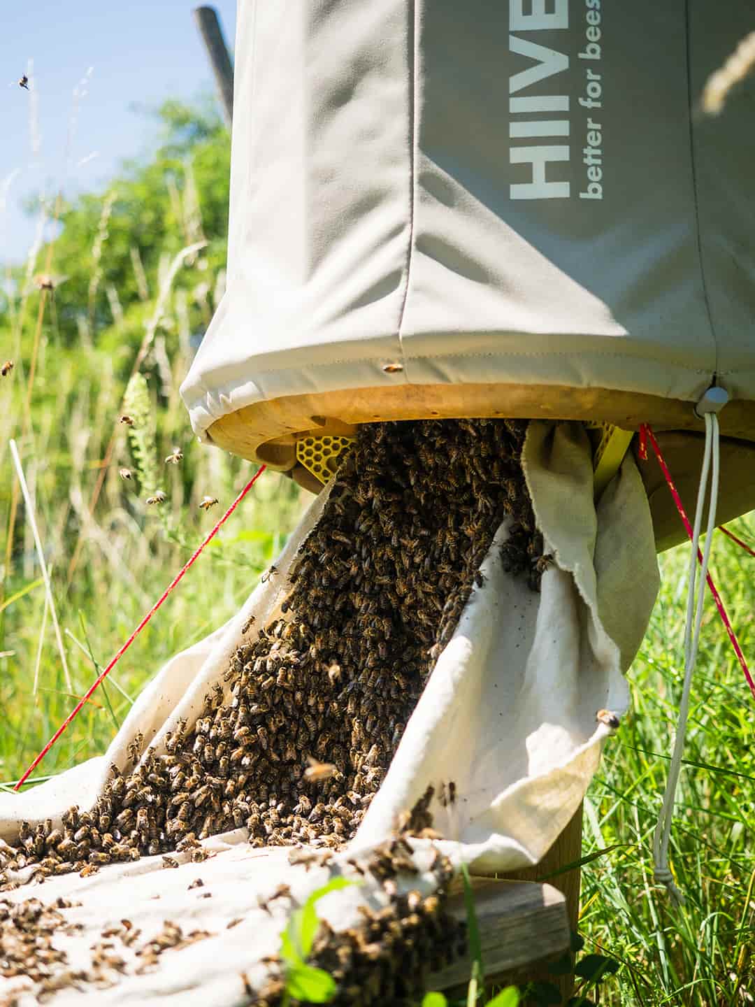 Das Bienenvolk befindet sich in den letzten Zügen der Neubesiedelung