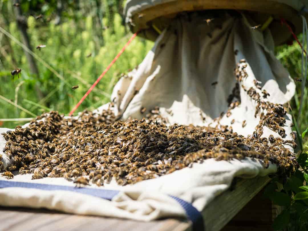 Das Volk darf in den hochmodernen HIIVE einlaufen