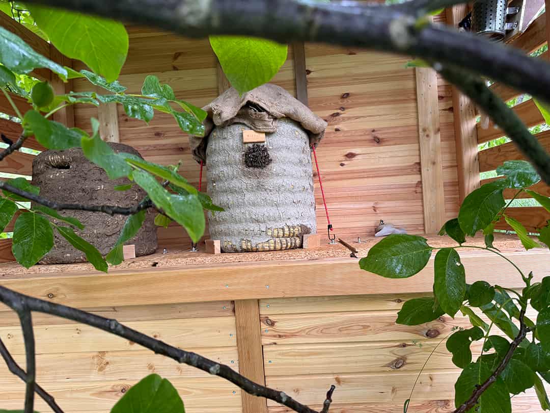 Die Bienen entwickeln sich prächtig an ihrem neuen Bienenstand im Bienenkorb