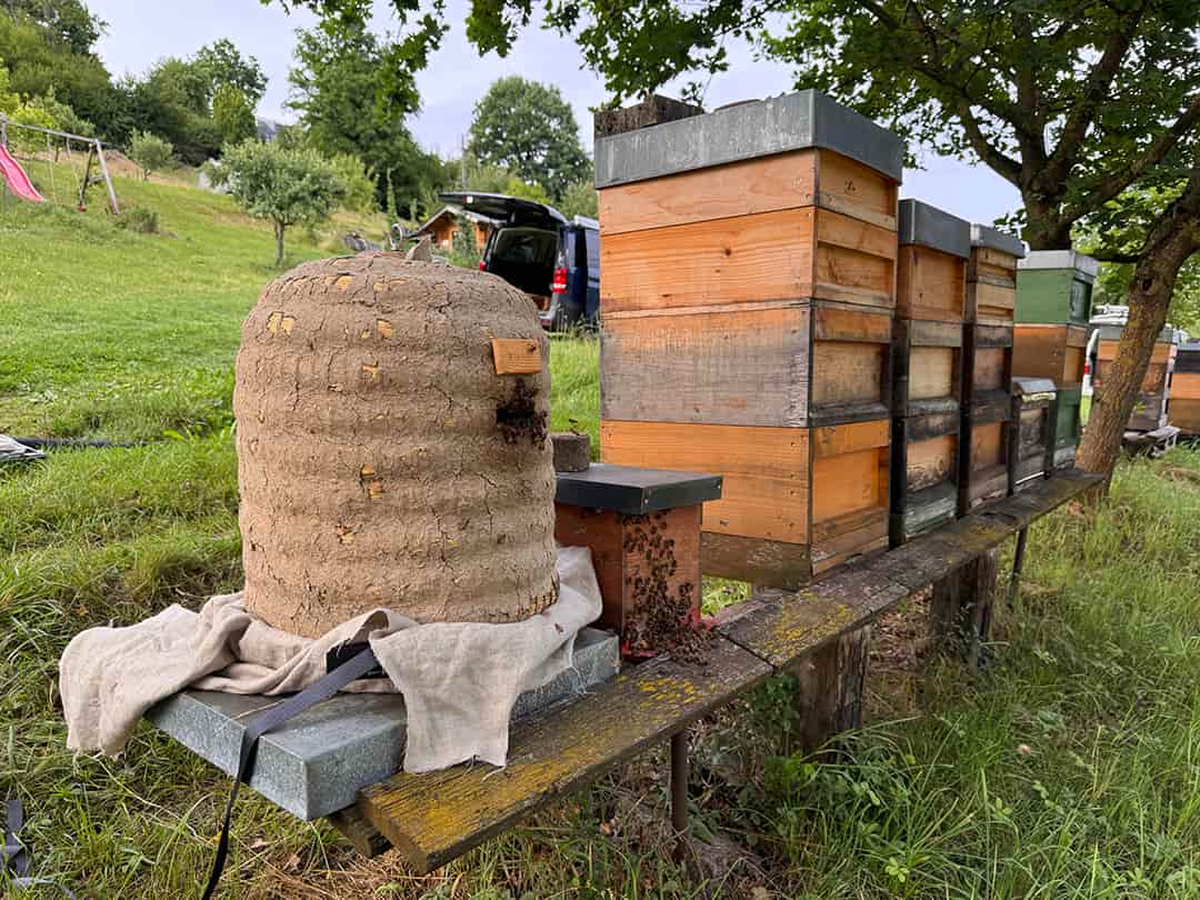 Die Bienen wurde in den traditionellen Lüneburger Stülper eingeschlagen