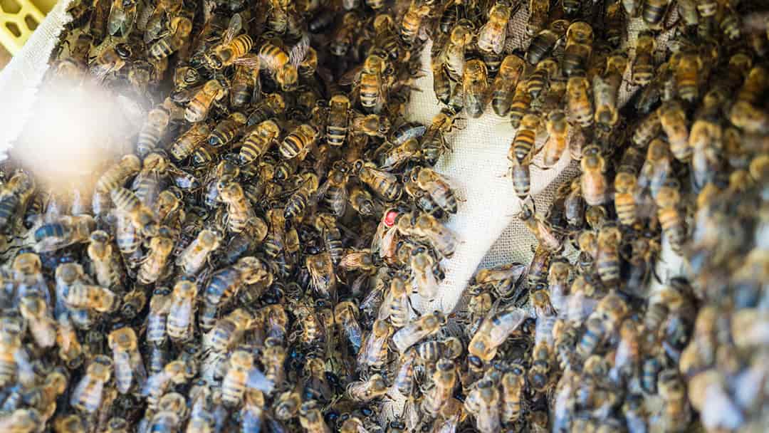 Die Bienenkönigin läuft gemeinsam mit ihren Töchtern in die neue Beute ein