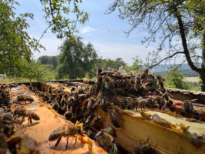 Die Bienenkönigin wird für den Transport vorbereitet und kurzfristig gekäfigt