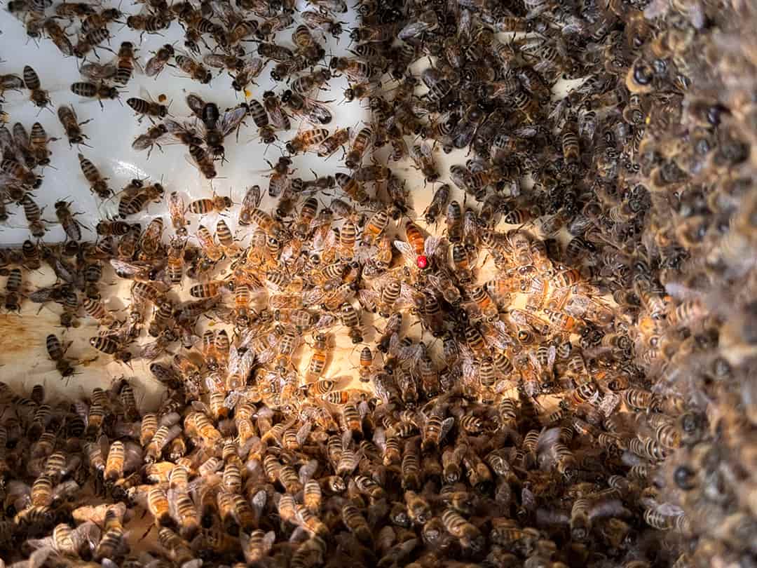 Die Königin ist zusammen mit ihrem Gefolge im Schwarmfangkorb