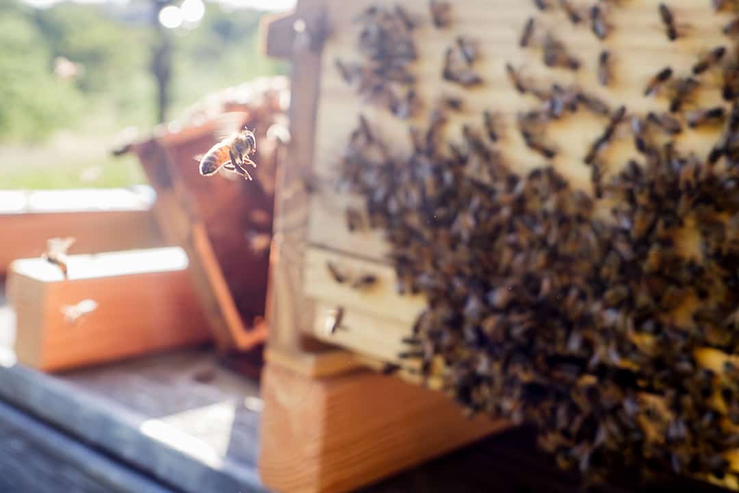Eine Biene macht ihren ersten Orientierungsflug