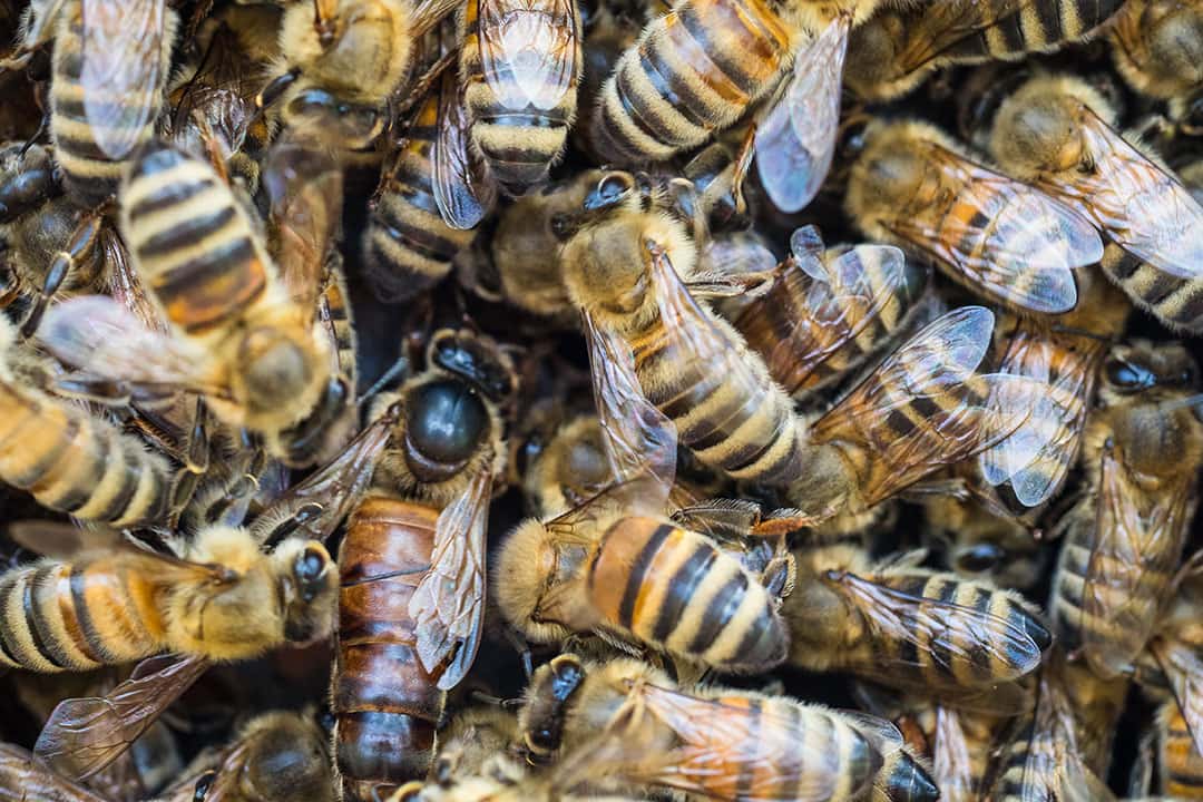 Eine Königin inmitten ihrer Gefolgschaft während eine zweite gekäfigt im gleichen Volk sitzt
