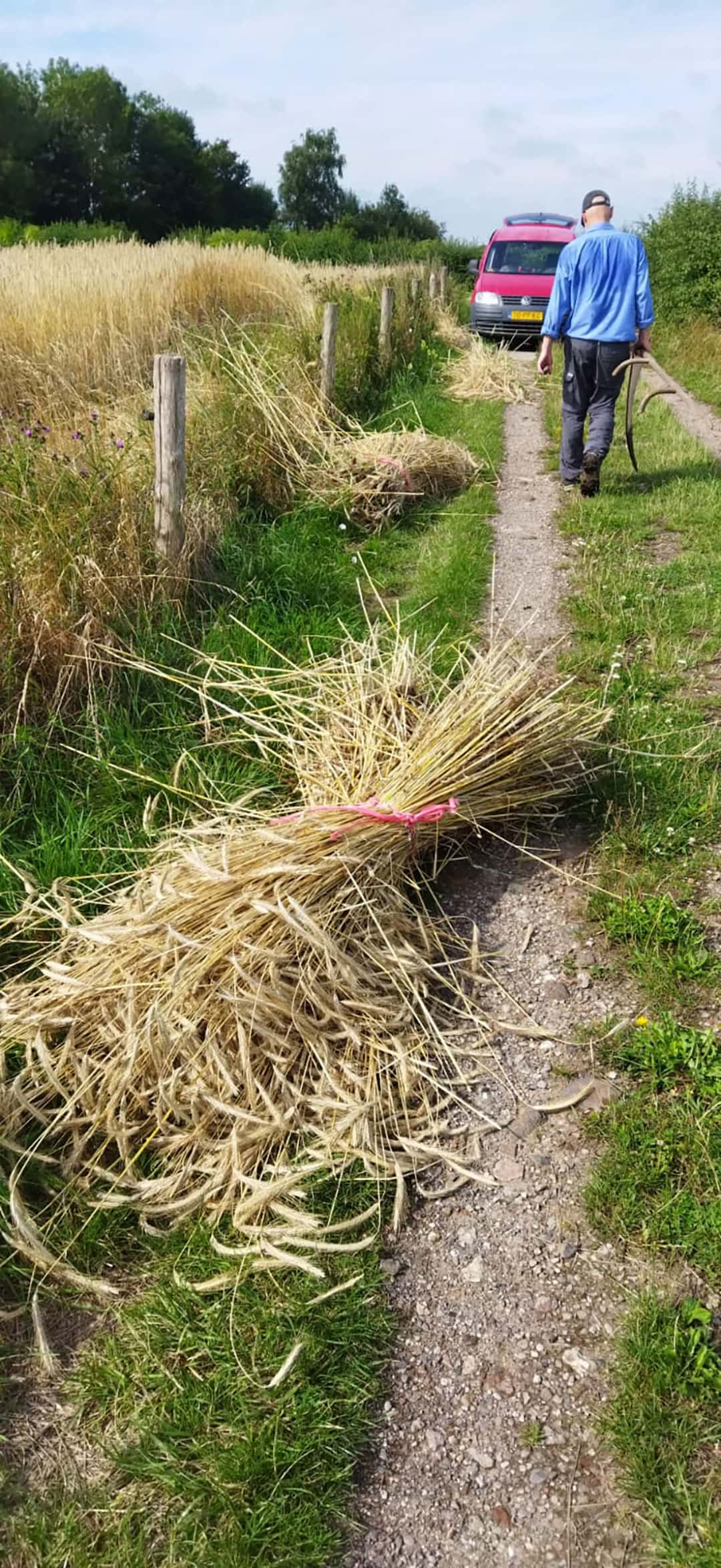 Das unbehandelte Roggesntroh wird für den nächsten Kurs vorbereitet 