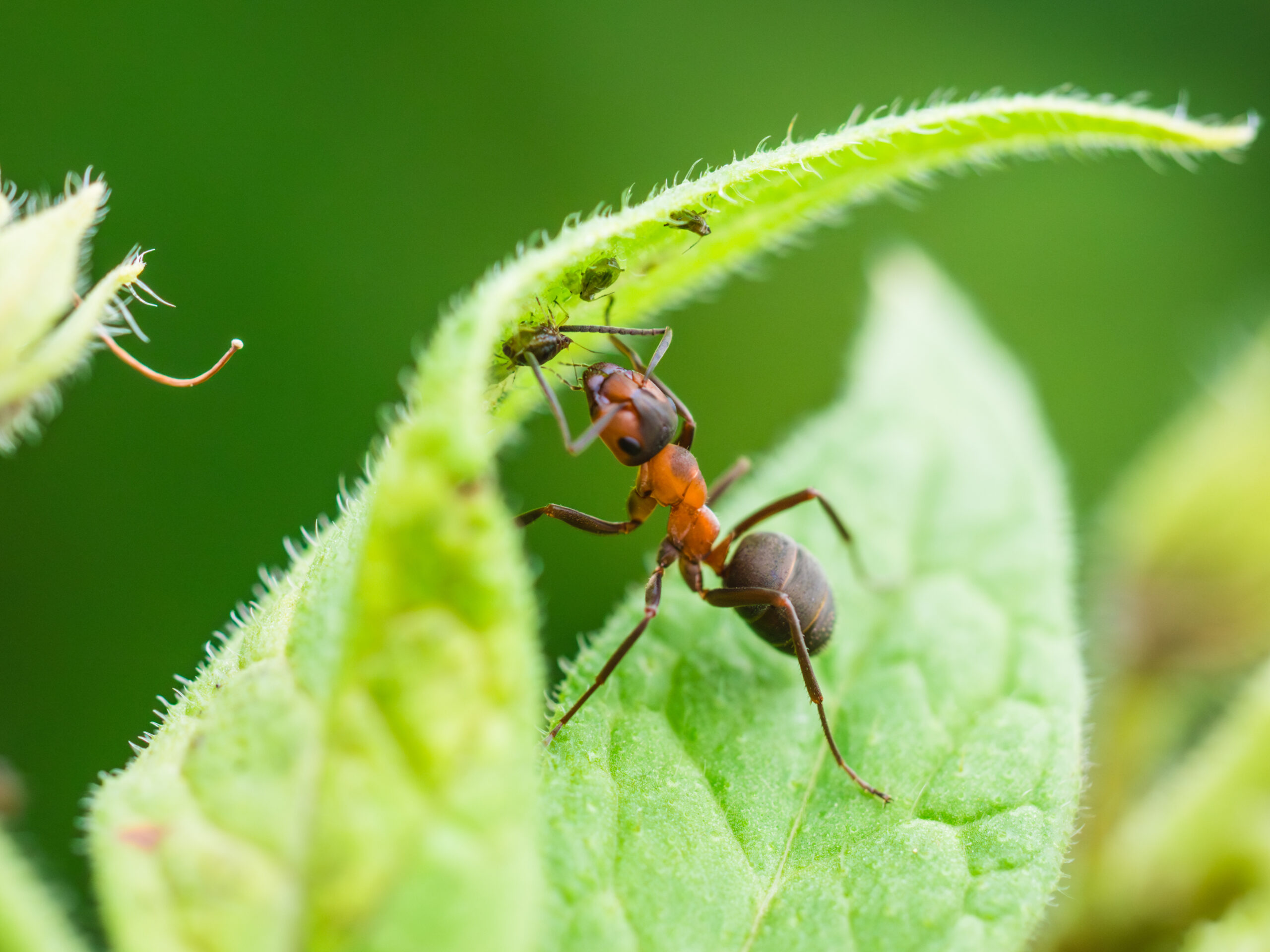 Ameise beim inspizieren einer Blattlaus