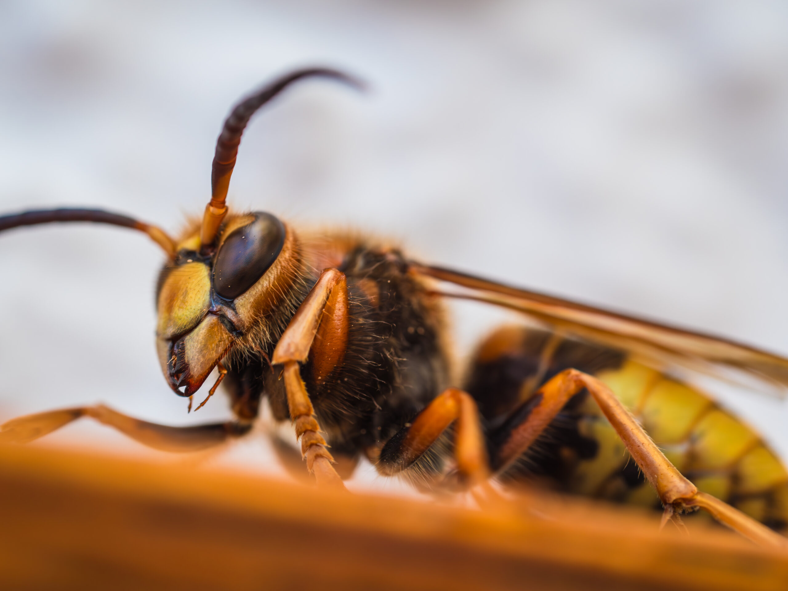 Einheimische Hornisse auf der Fensterbank