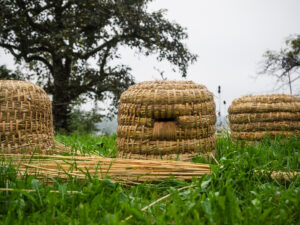 Um nicht auszutrocknen wurden die Bienenkörbe während der Pause im feuchten Gras gelagert