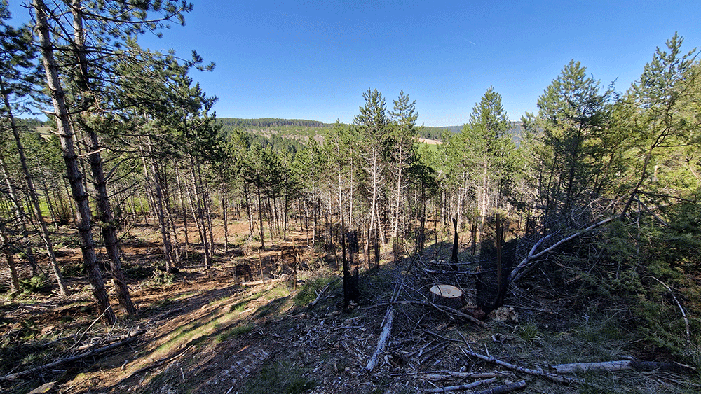 Marie Noelle Jalabert Marinapis Forêt mellifère foret