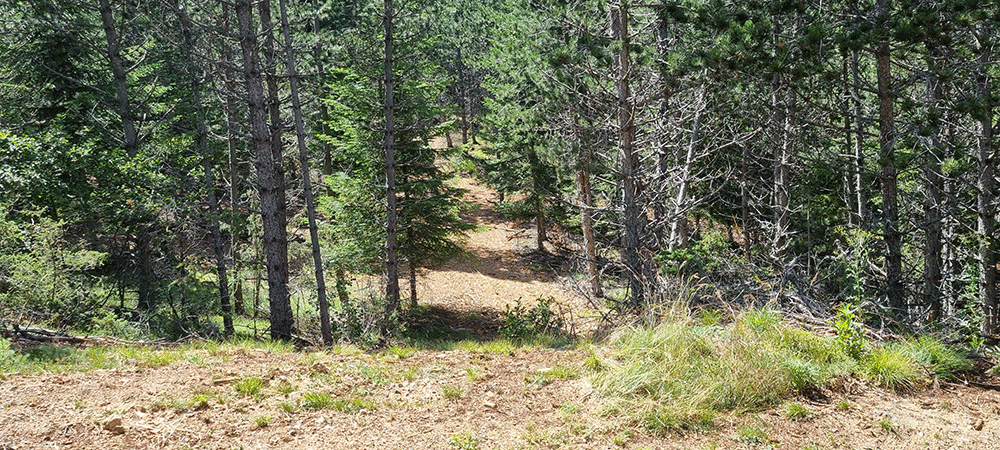 Marie Noelle Jalabert Marinapis Forêt mellifère projet