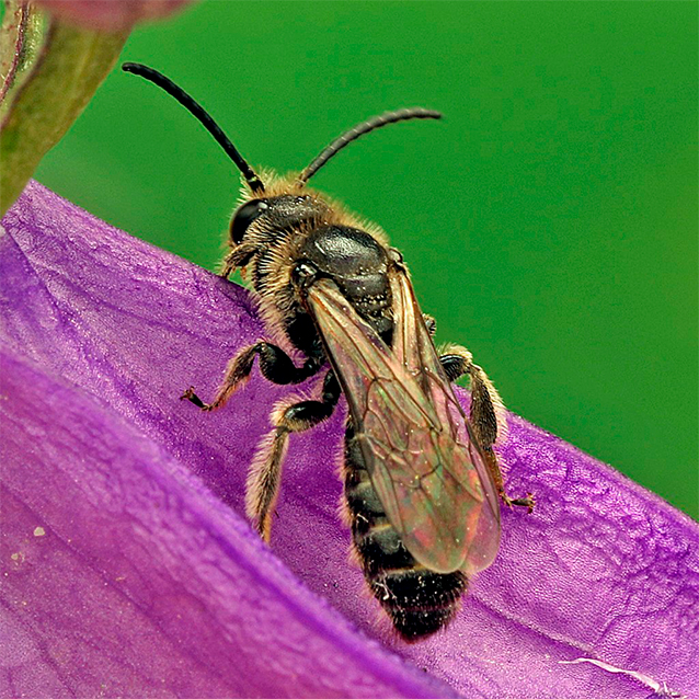 Dufourea Inermis