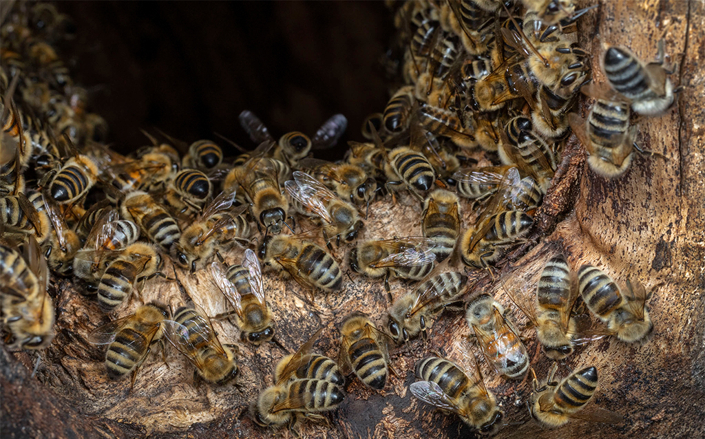 Honigbienen in Baumhöhle. Foto: Ingo Arndt