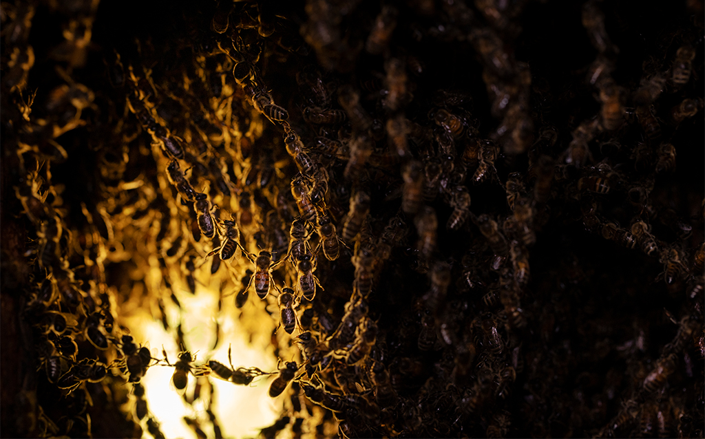 Wildlebende Honigbienen. Foto: Ingo Arndt