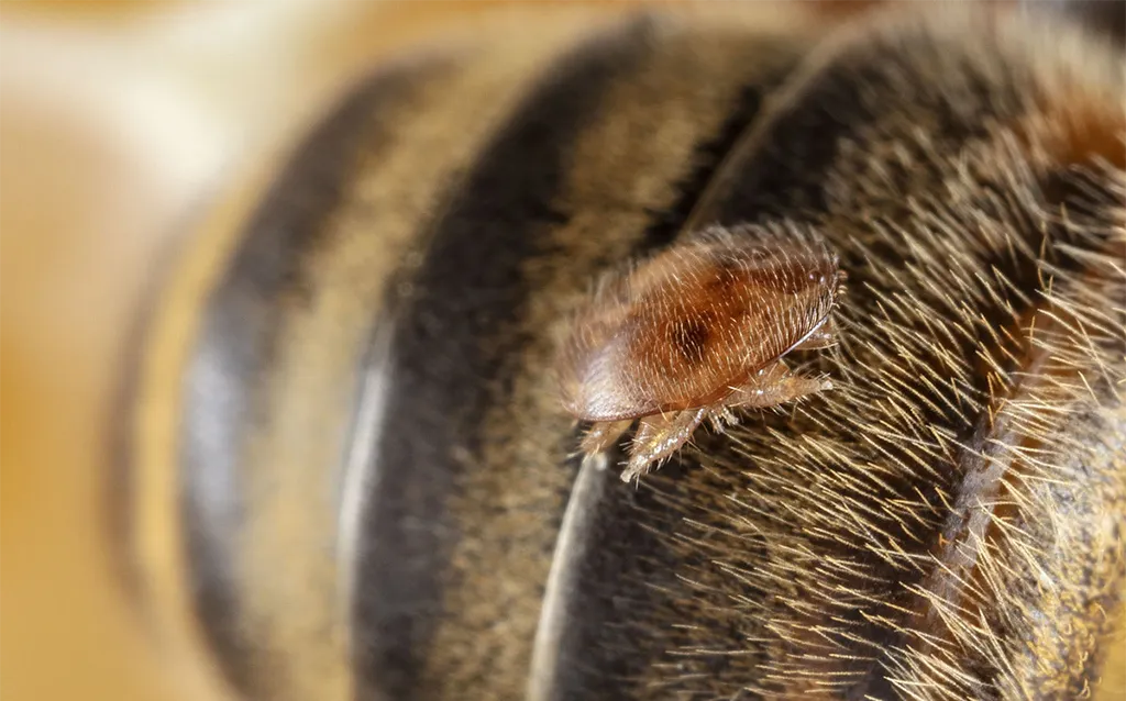 André Wermelinger: Varroa als Symptom