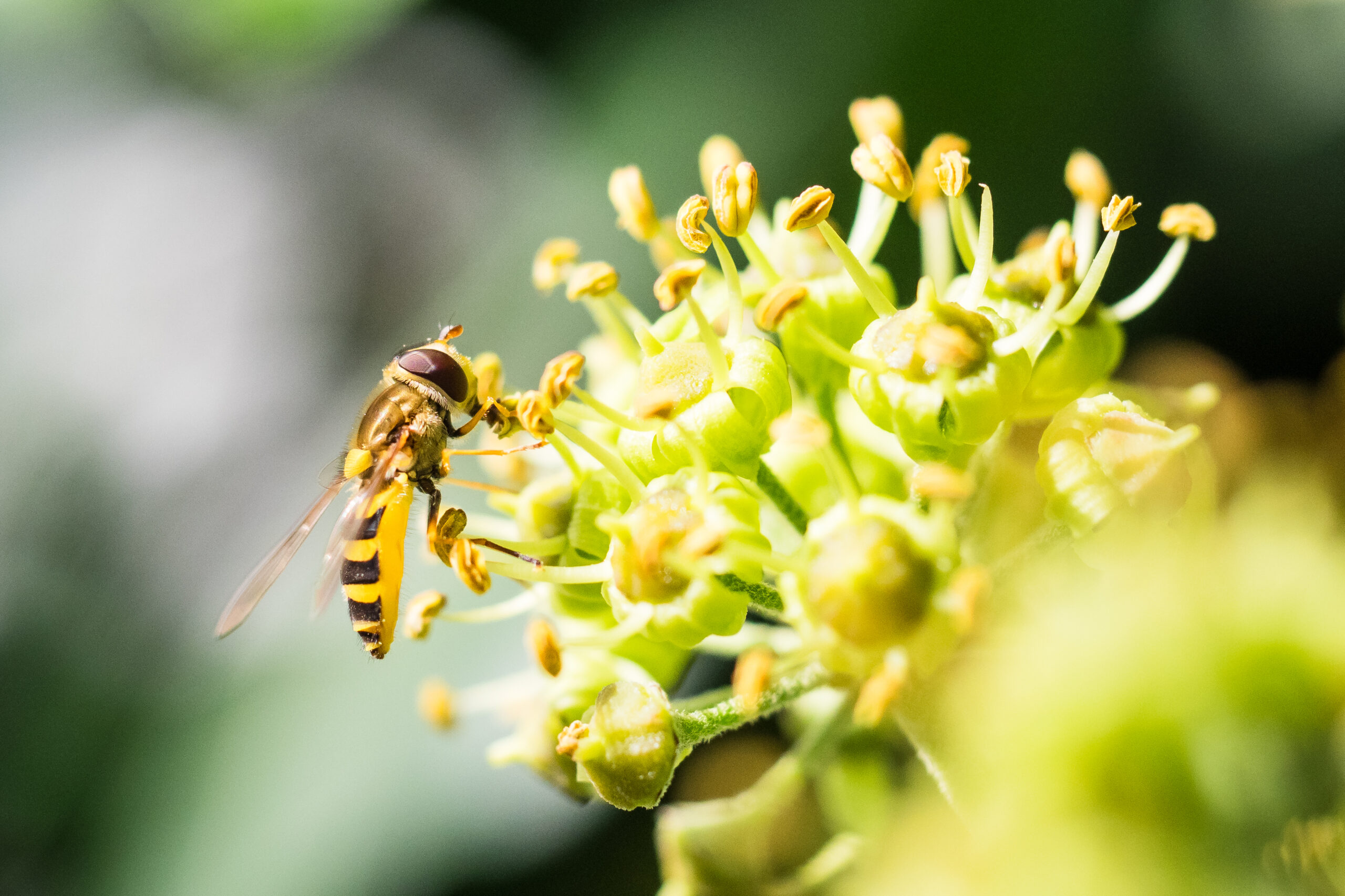 Schwebfliege auf einer Efeu Blüte