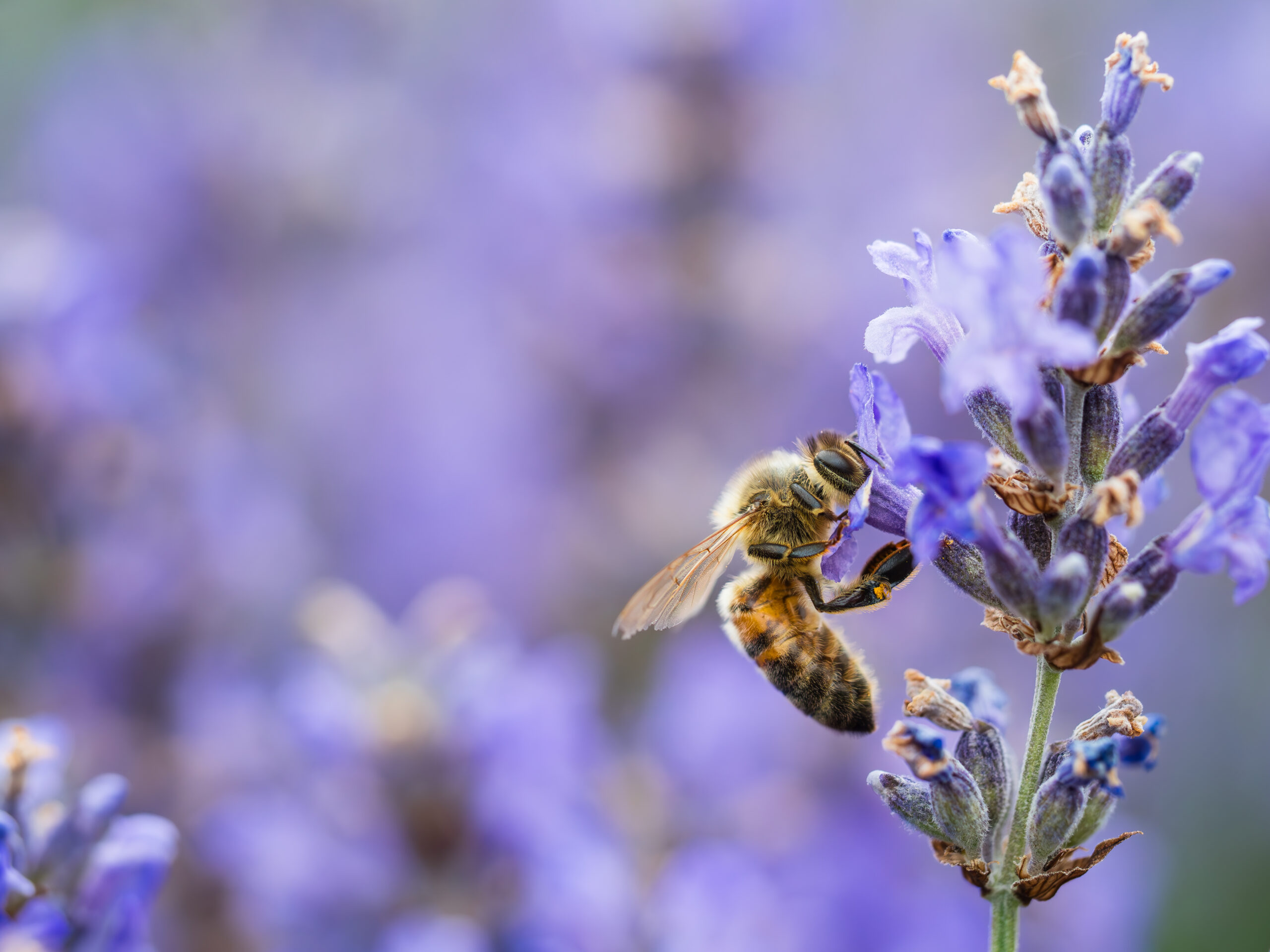 Biene im Lavendel am Kräuterzentrum Wasenhof