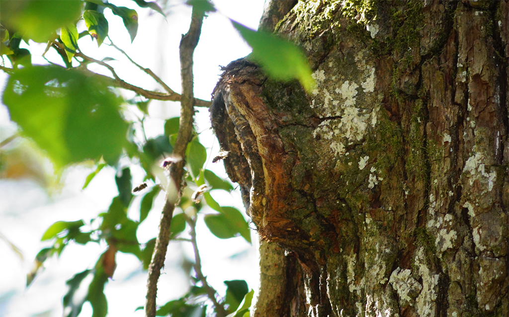Wilbienen