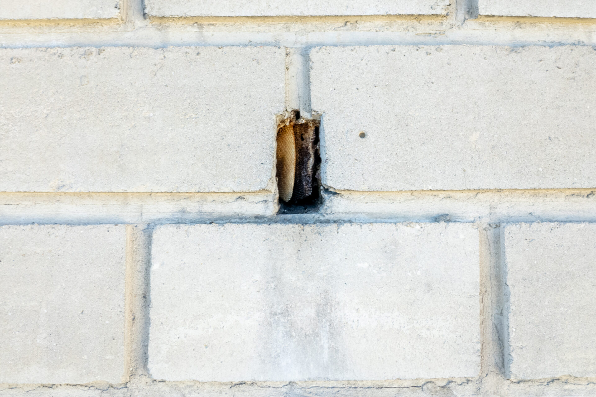 Wilde Honigbienen in einer Mauer mit Honigwaben_Foto: André Dunand