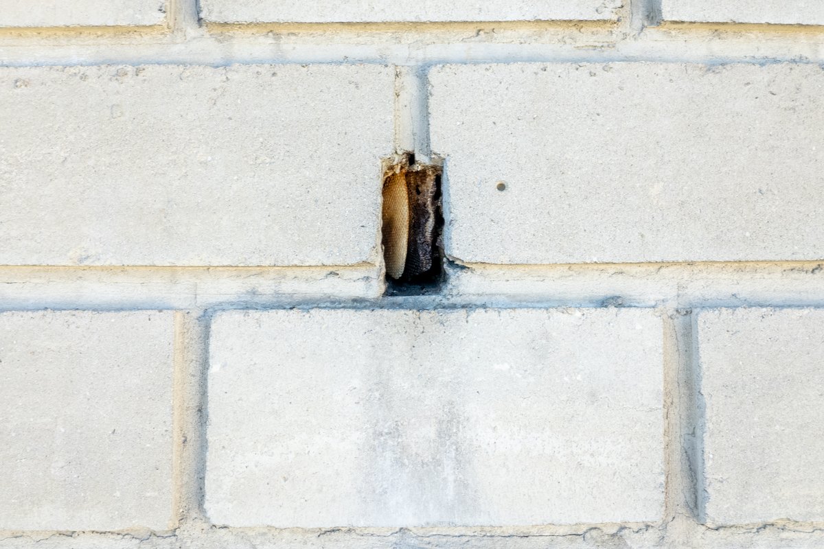 Wabe eines wildlebenden Honigbienenvolks in einer Spalte einer Betonsteinmauer