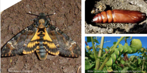 Der Totenkopfschwaermer Bienenschreck Bienen FREETHEBEES