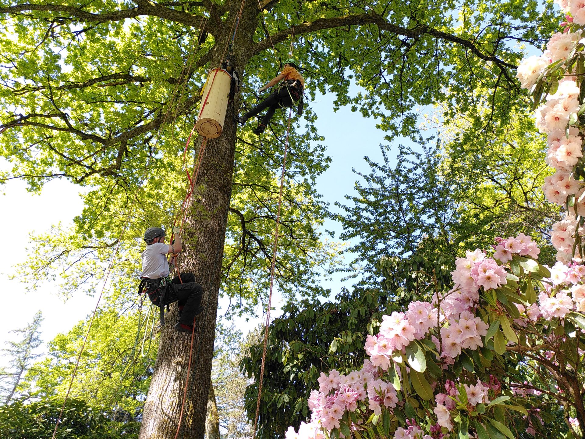 reeTheBees-Team installiert eine Baumhöhle für wildlebende Honigbienen per Klettertechnik in einem Baum, Schweiz
