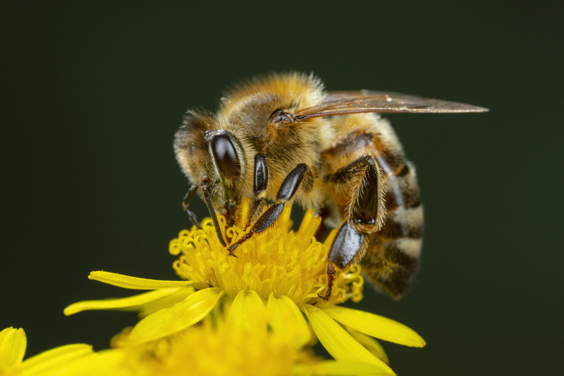 Bienenschwarm auf Ast als Traube, Foto von Ingo Arndt
