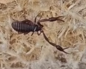 Bücherskorpion rennt im Bienenkasten herum