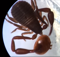 Buecherskorpion_greift_Varroa_Milbe