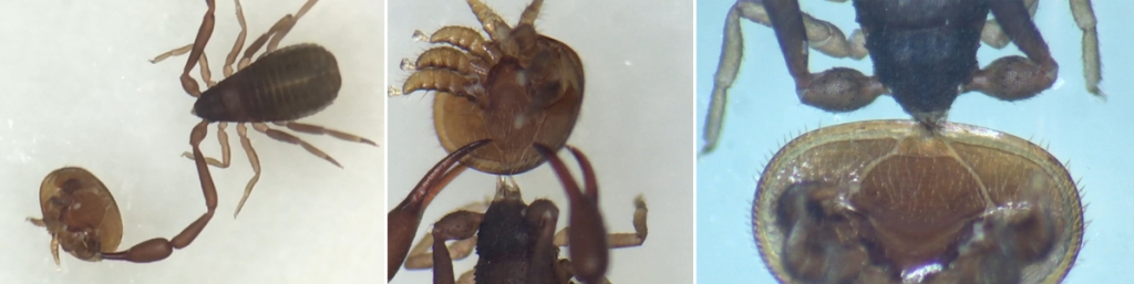 Bücherskorpion fängt Varroamilbe und saugt sie aus. Quelle: https://bienenbau.info/der-buecherskorpion-als-nuetzling-fuer-bienen-und-imker/