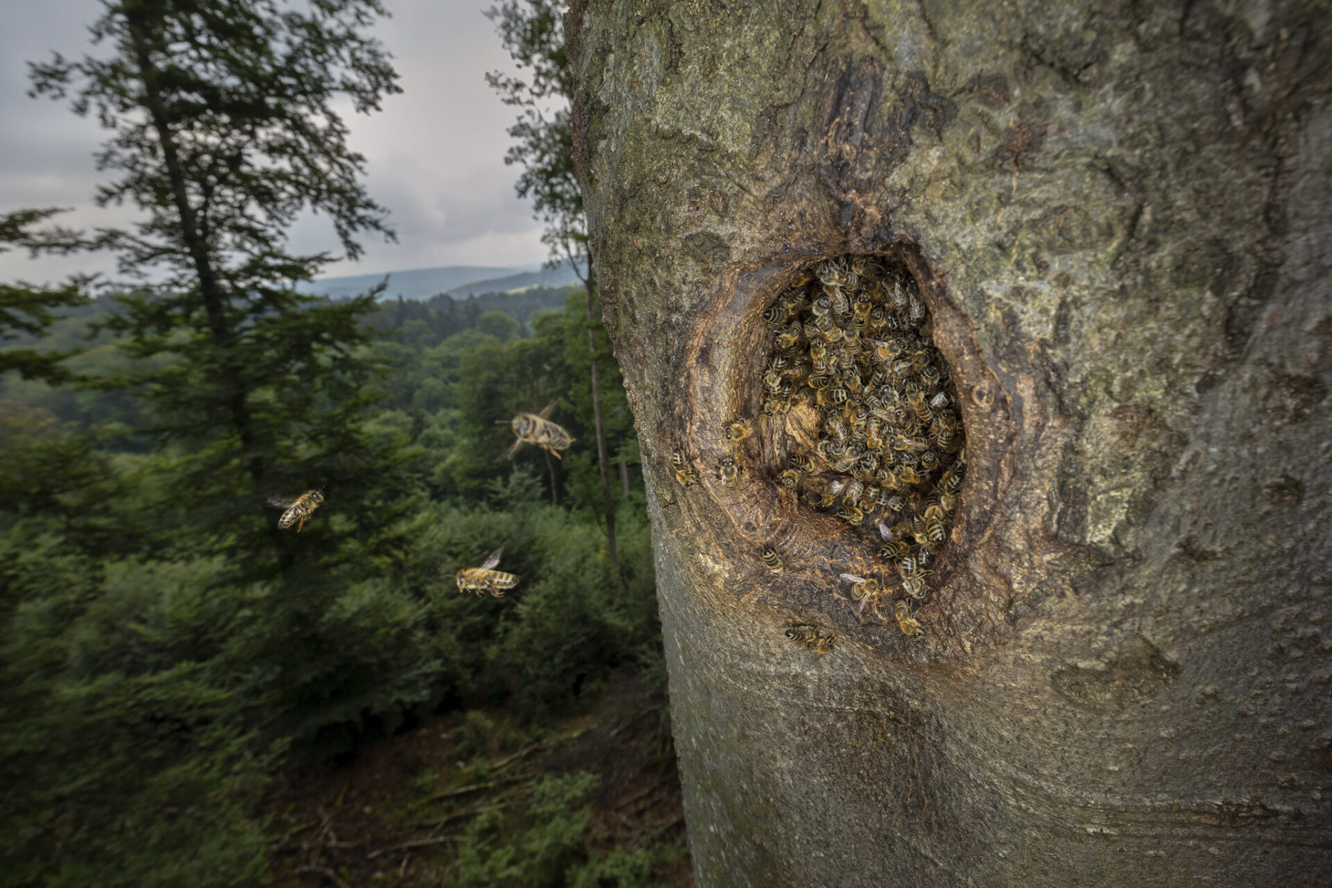 Wildlebende Honigbienen fliegen in eine Baumhöhle im Wald