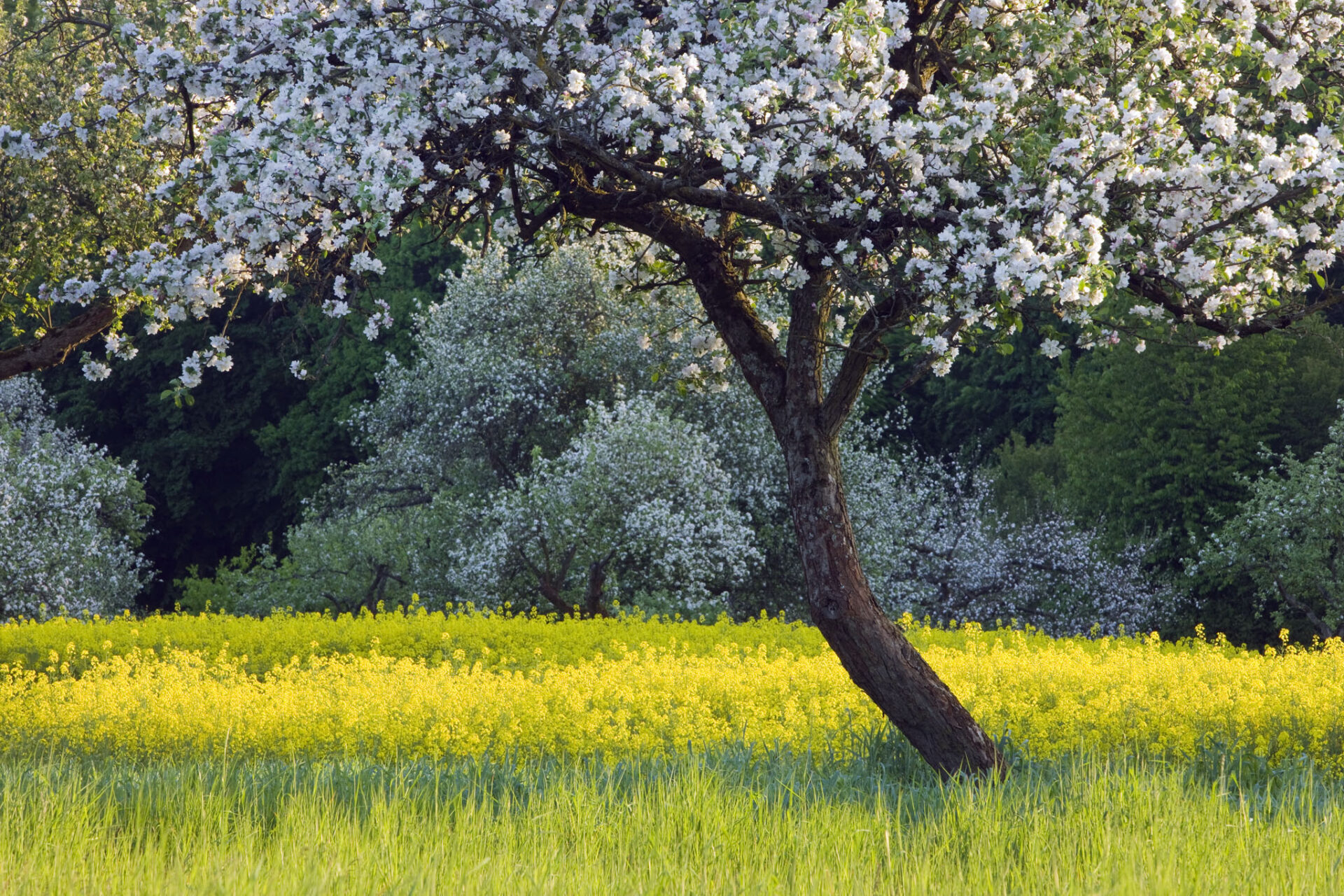 Sweet Cherry (Prunus avium) tree blossoming inside of Oil Seed Rape (Brassica napus) field, Germany