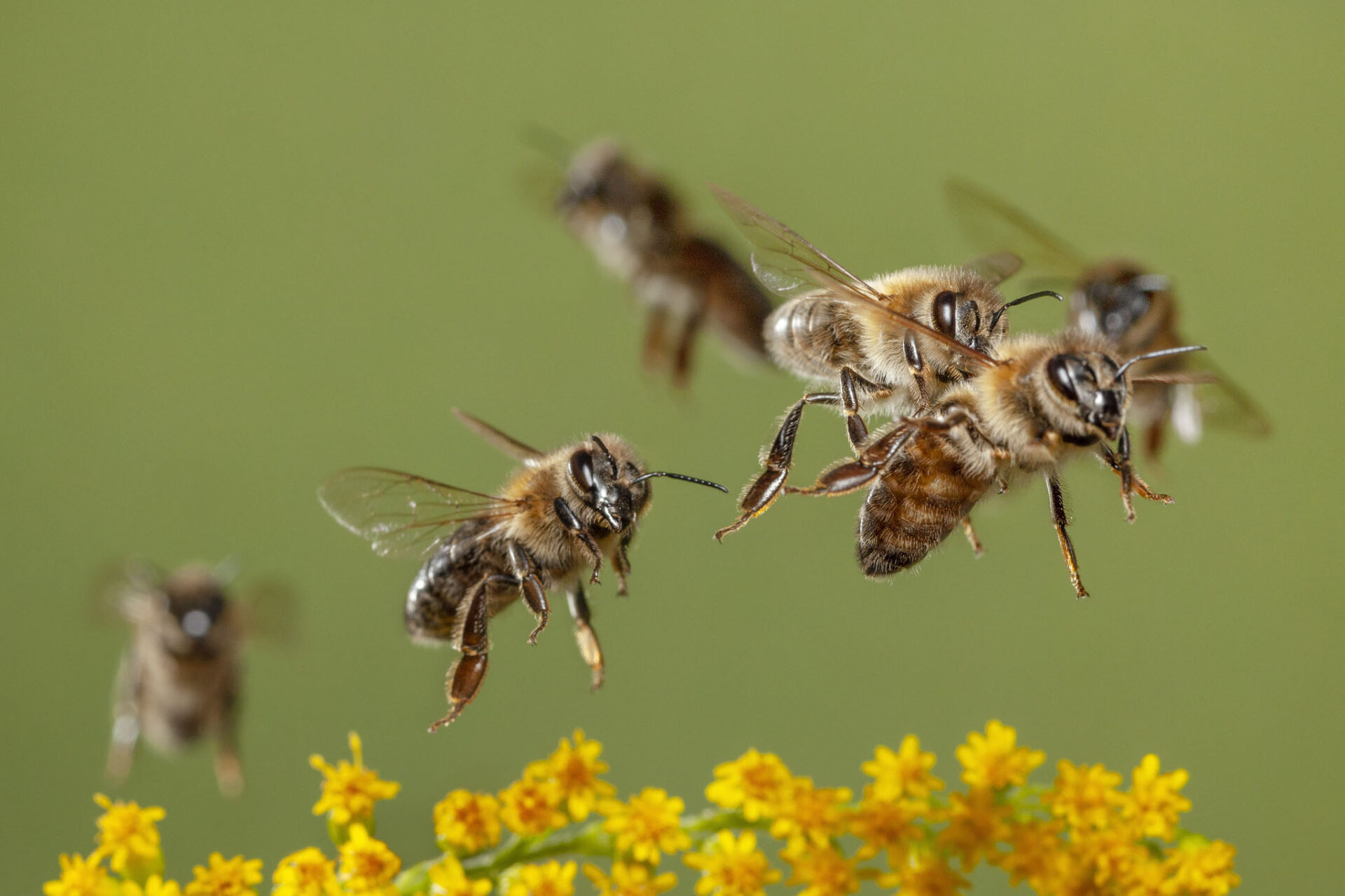 Honigbienen fliegen über Blumen