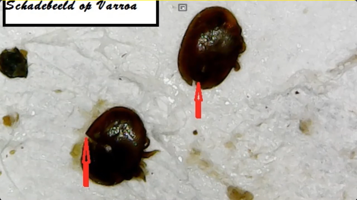 Schäden Varroa durch Scimitus