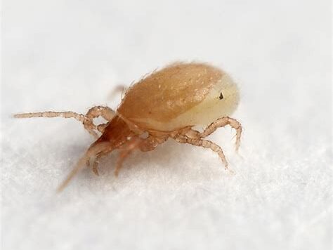 Stratiolaelaps-scimitus