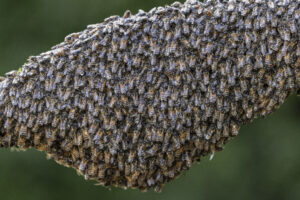 Honey Bee swarm after rain