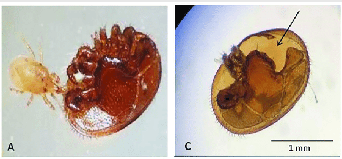Stratiolaelaps-scimitus & Varroamilbe