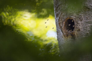 Honey bees in old black woodpecker nest