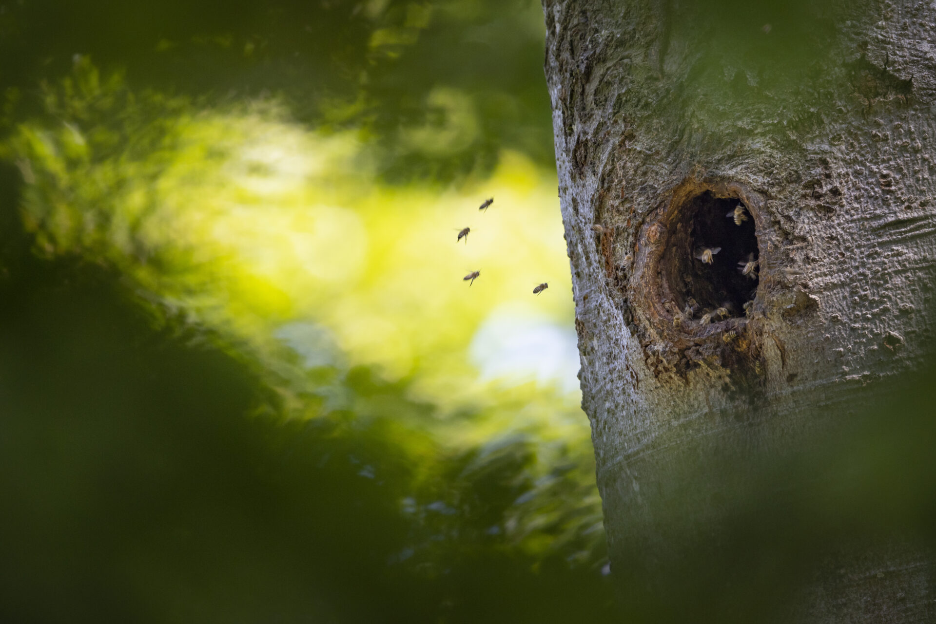 Honey bees in old black woodpecker nest