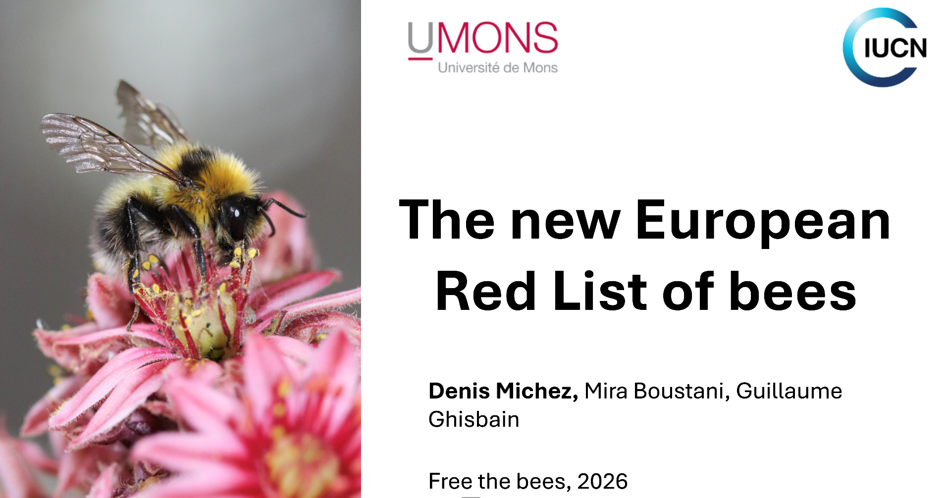Freethebees-denis-michez_the-new-european-red-list-of-bees-12.08.2026