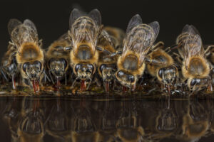 Honey Bees (Apis mellifera), drinking water on hot summer day, Germany